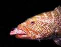   This Tiger Grouper needs learn swallow head first thats tip squirrel fishs tail protruding groupers gills. little worse wear tear fish escaped. gills escaped  
